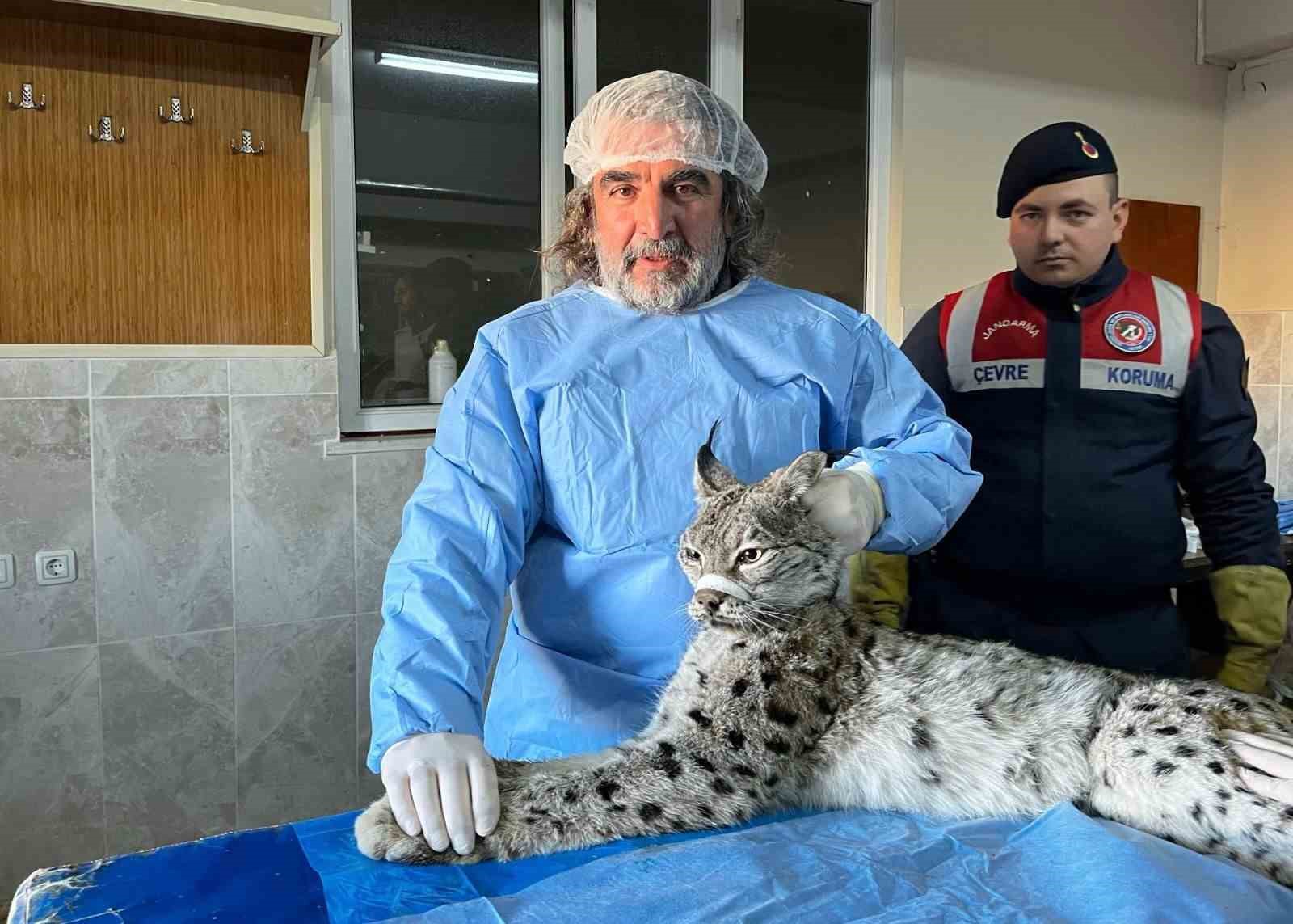 prof dr aslan insan yaban hayvani temasi biyoguvenlik acisindan ciddi risk tasiyor 1 f5SiDXHJ