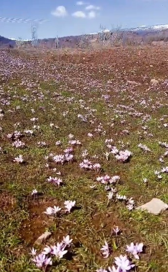 pulumur vadisinde cigdemler yalanci bahara aldandi 3 i8tzl2QW