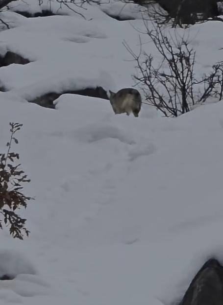 pulumur vadisinde yiyecek arayan kurt kamerada 0 8wRiQr2J