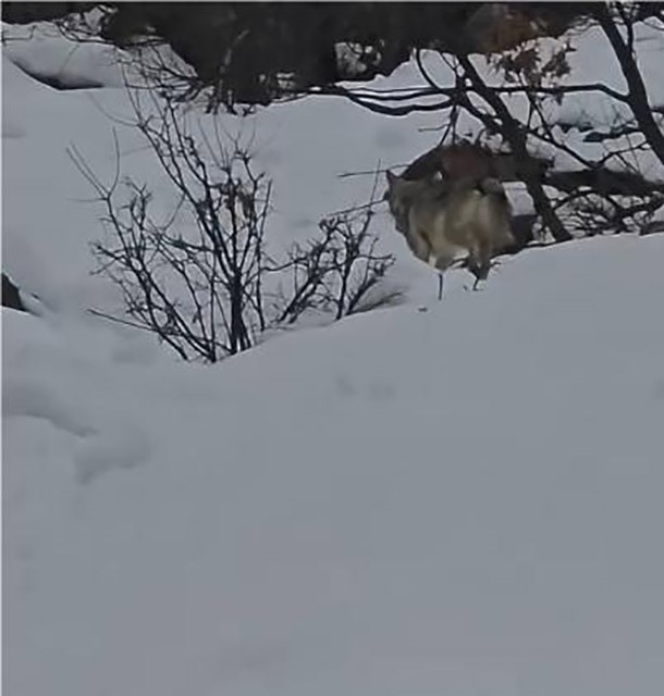 pulumur vadisinde yiyecek arayan kurt kamerada 1 KqOhhPXd