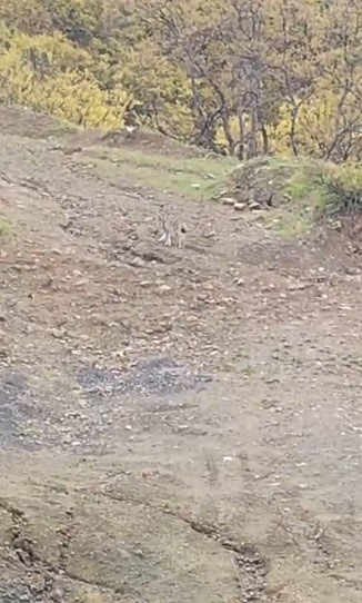 pulumurde vasak goruntulendi 0 zPpaavOi