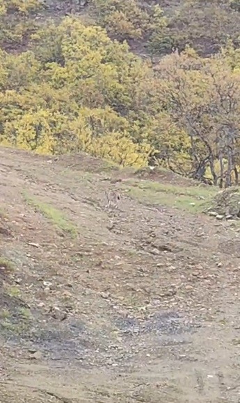 pulumurde vasak goruntulendi 1