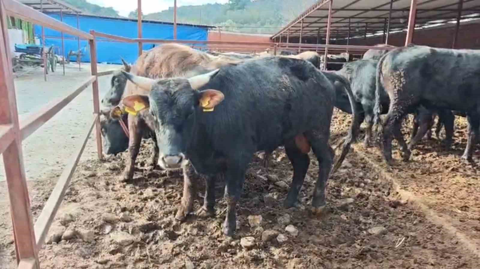 ramazan bitti kurban heyecani basladi 2 jEVu9s9d