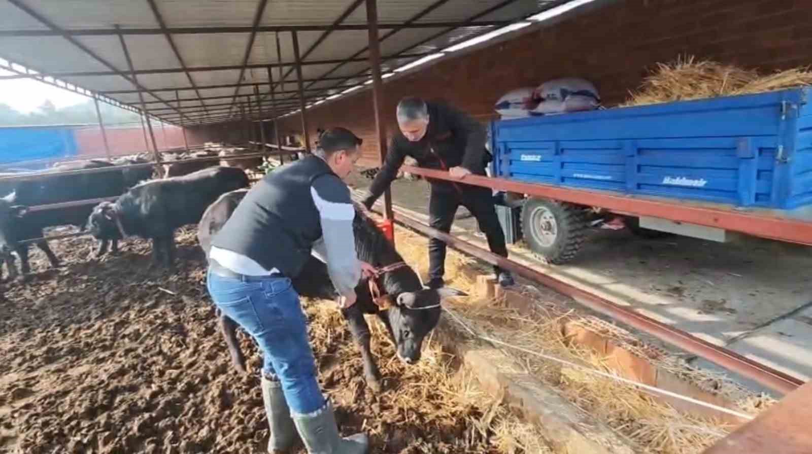 ramazan bitti kurban heyecani basladi 3 CRHpAmLM