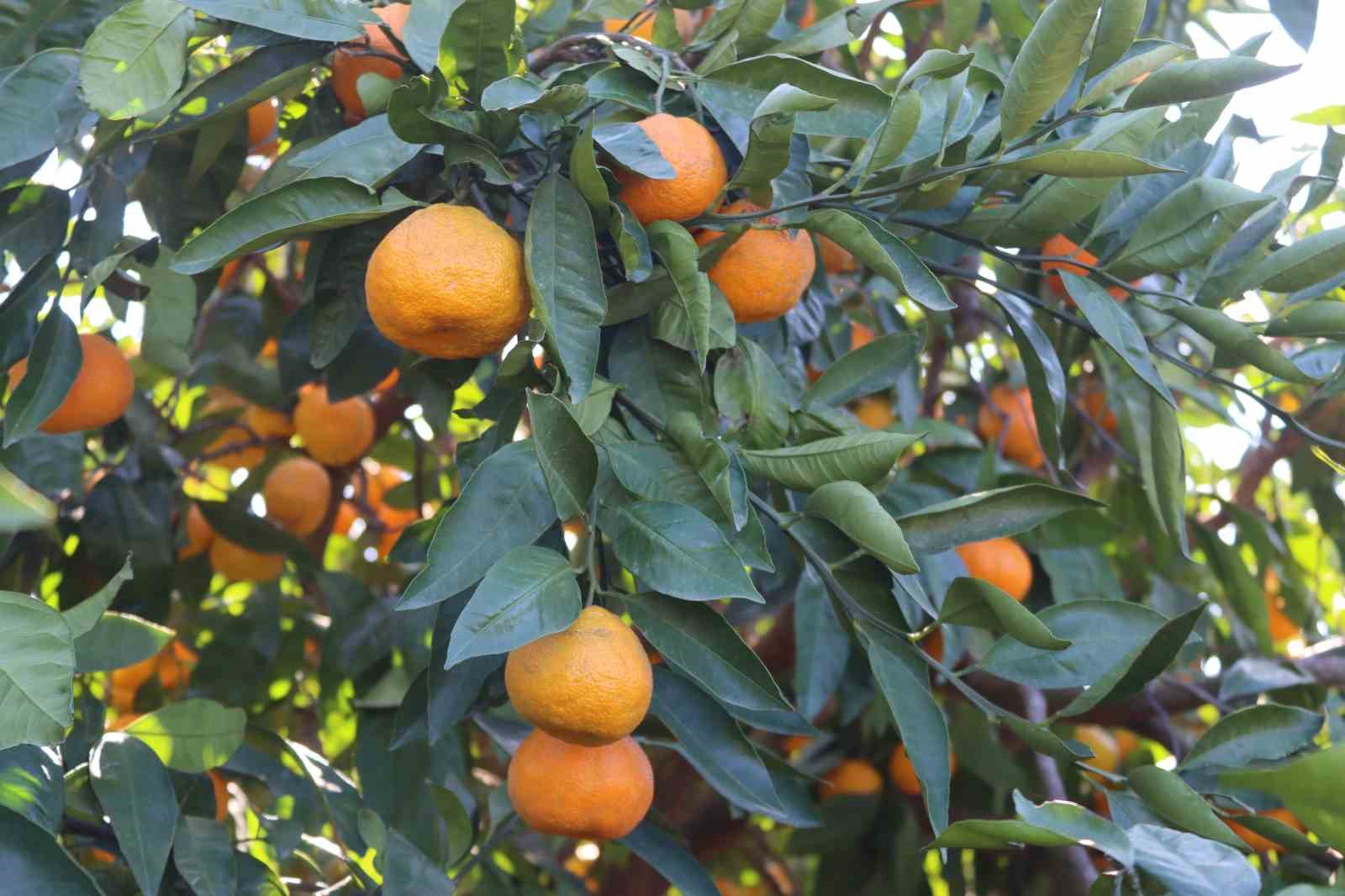 rekolte artti satsuma mandalinasi pazarda yerini aldi 1 MK9fOmr8