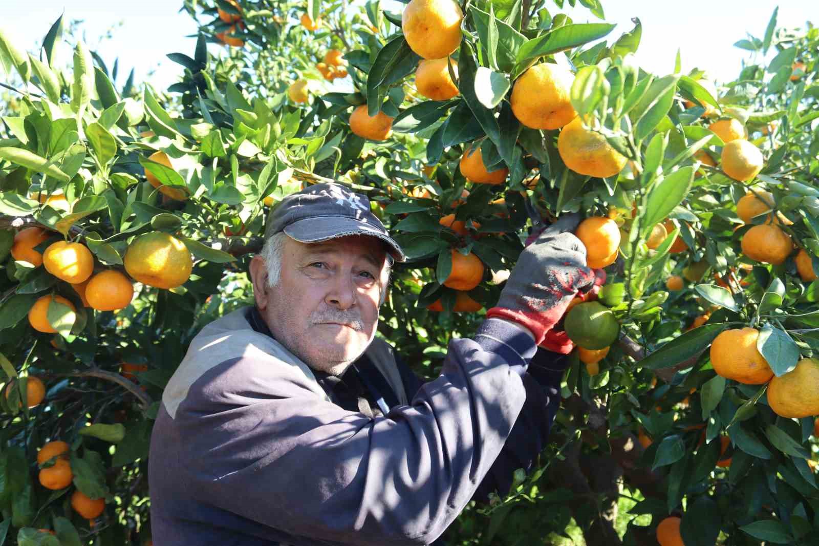rekolte artti satsuma mandalinasi pazarda yerini aldi 10 RaR1bzYg