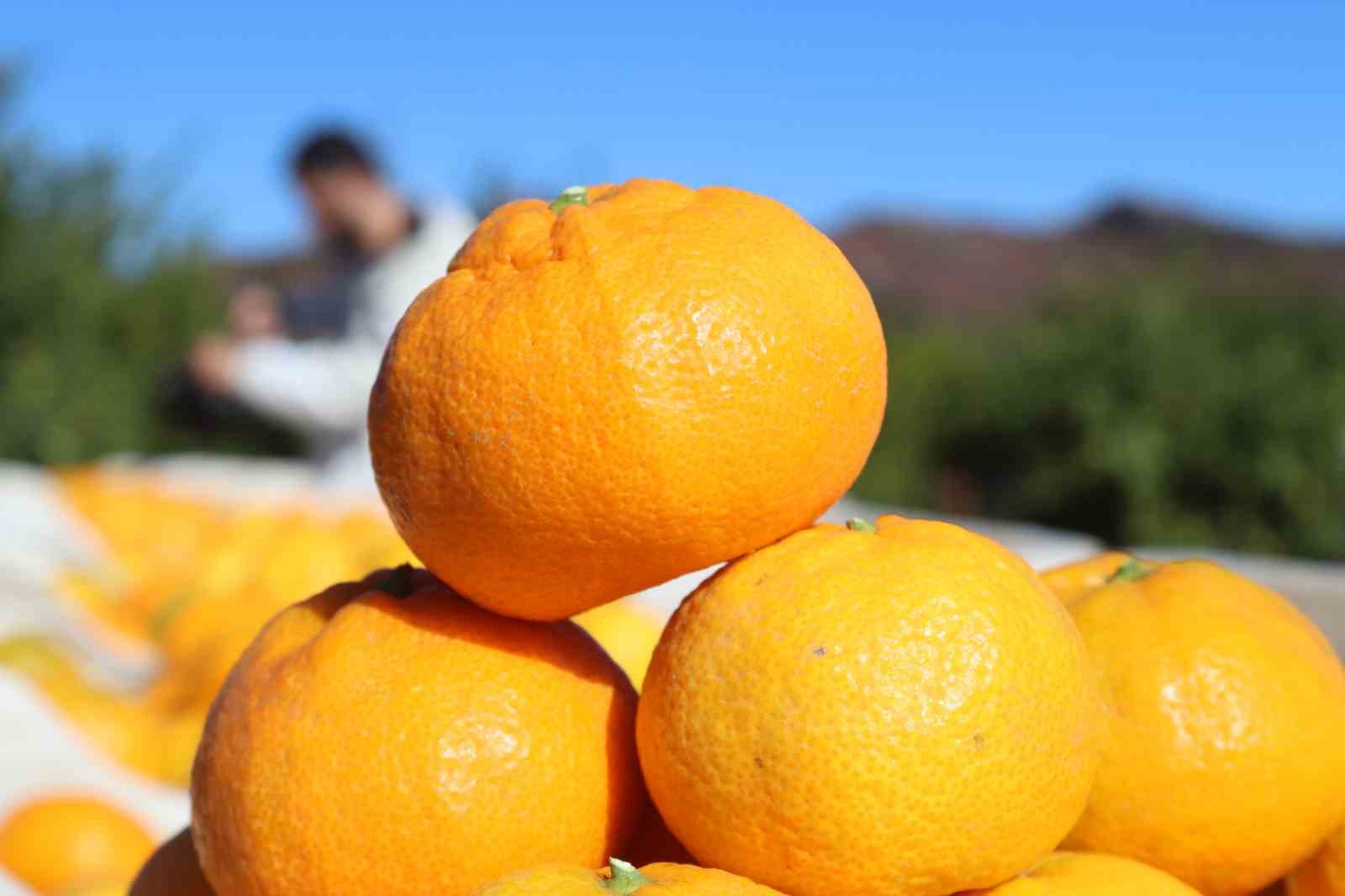 rekolte artti satsuma mandalinasi pazarda yerini aldi 11 qfJdk8uF