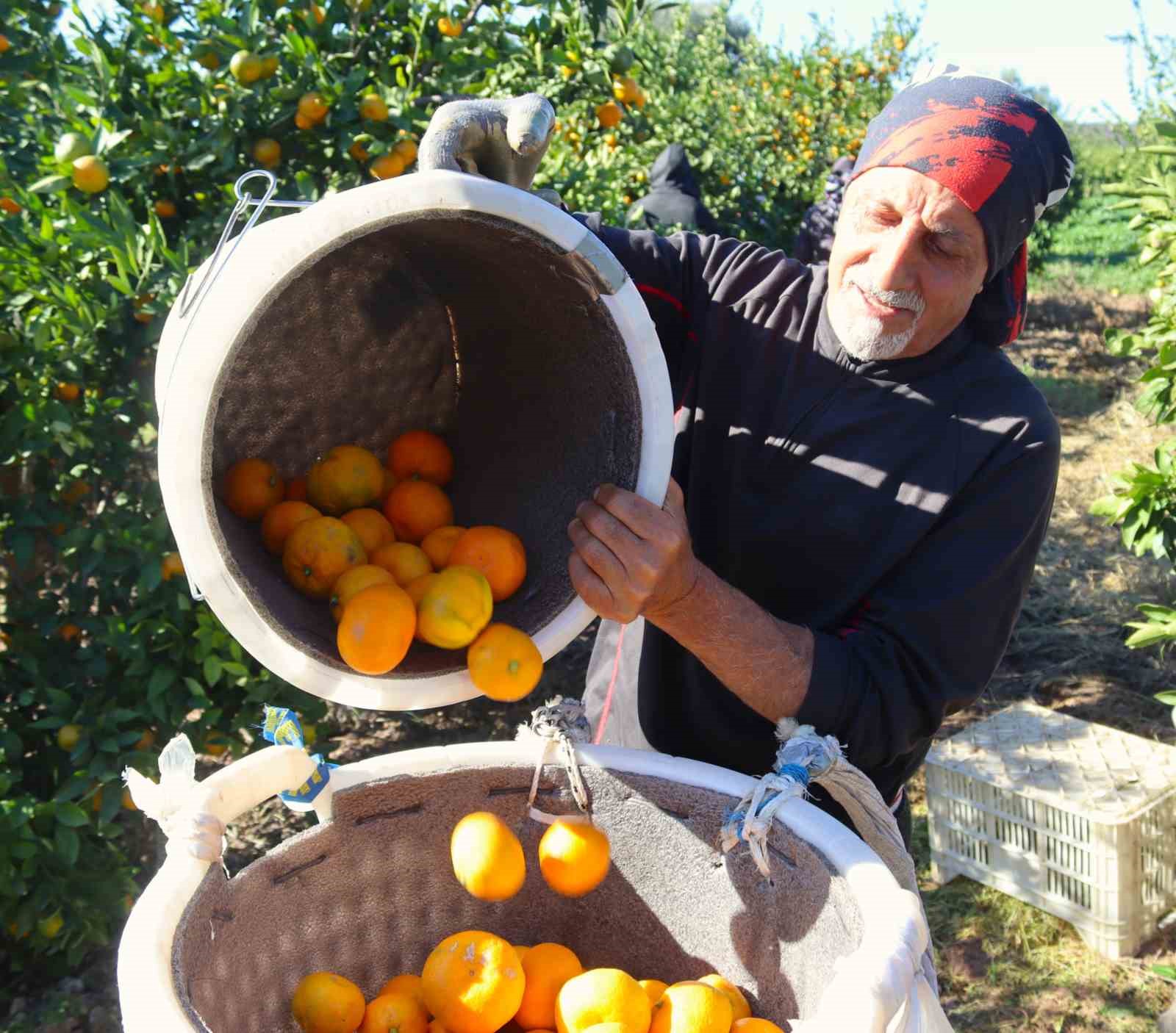 rekolte artti satsuma mandalinasi pazarda yerini aldi 2 W7SSAqrC