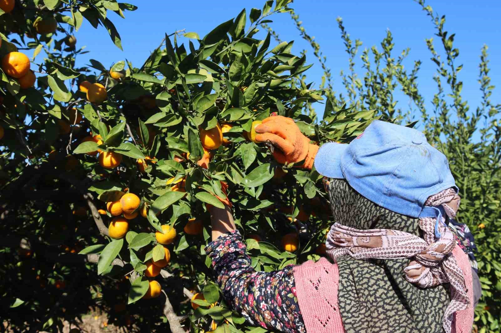 rekolte artti satsuma mandalinasi pazarda yerini aldi 3