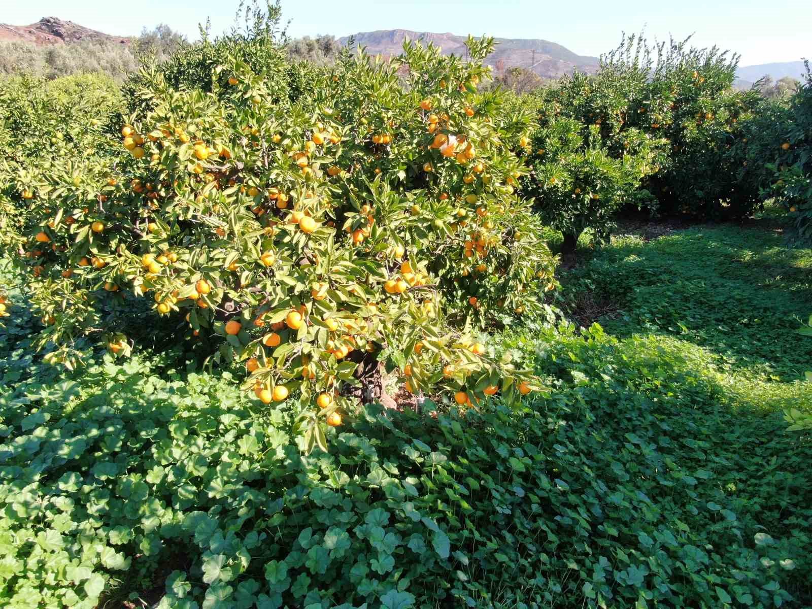 rekolte artti satsuma mandalinasi pazarda yerini aldi 4 YMJBW9ds
