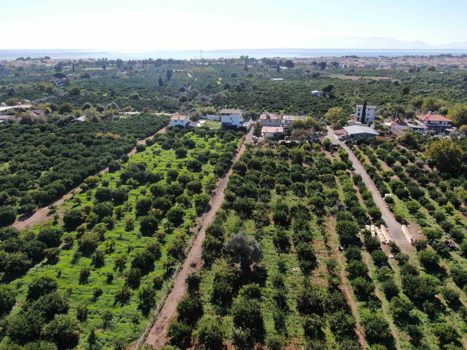 rekolte artti satsuma mandalinasi pazarda yerini aldi 5 94Ih26X4