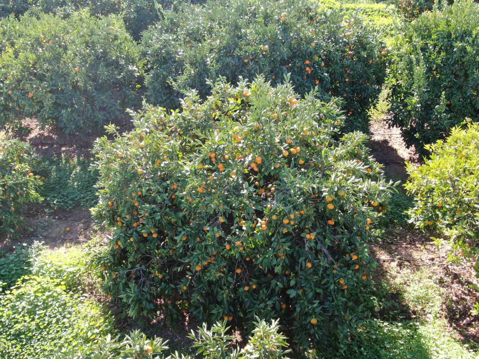 rekolte artti satsuma mandalinasi pazarda yerini aldi 6 AAvdJqSq