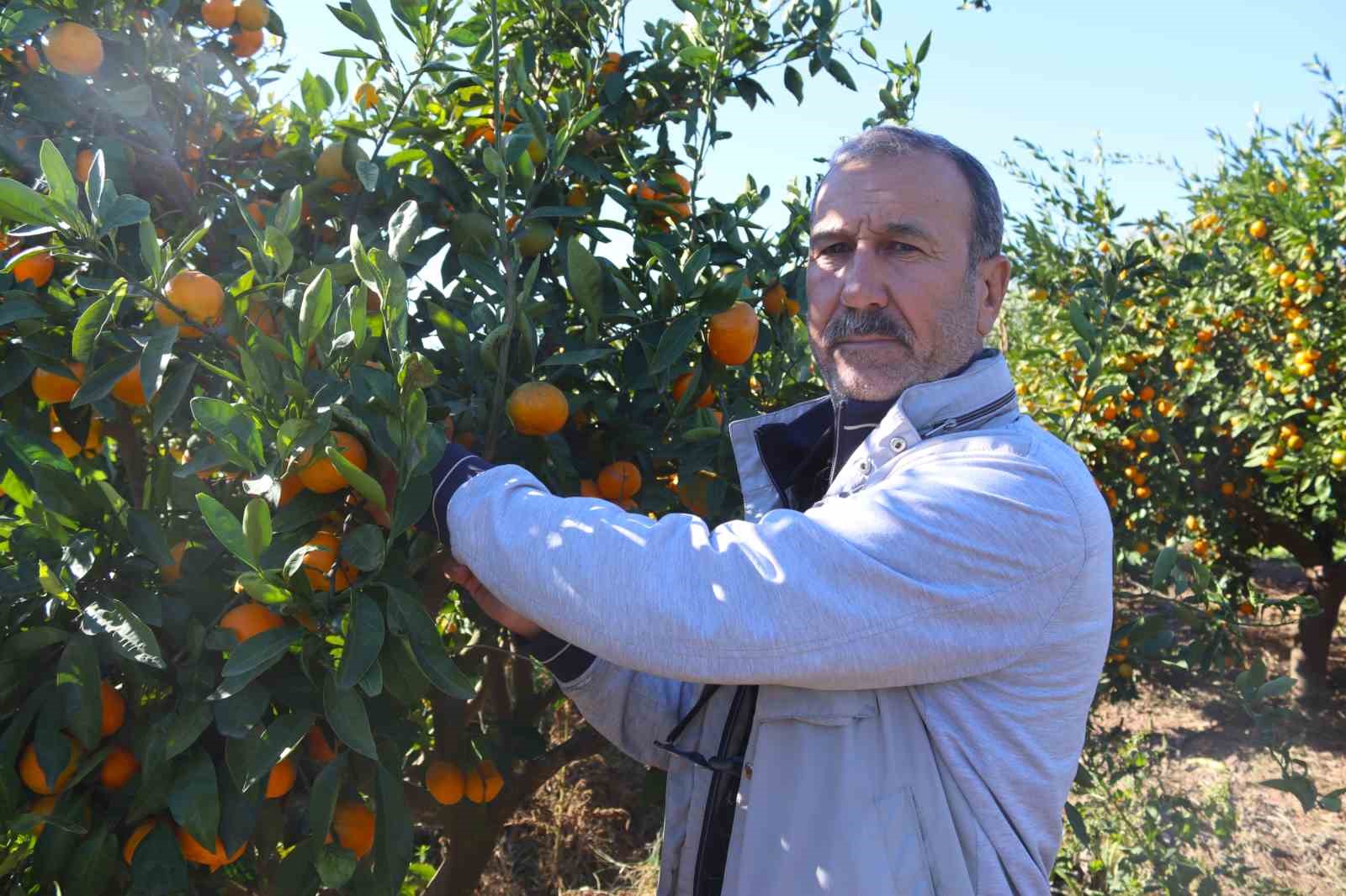 rekolte artti satsuma mandalinasi pazarda yerini aldi 7 VCuXL87E