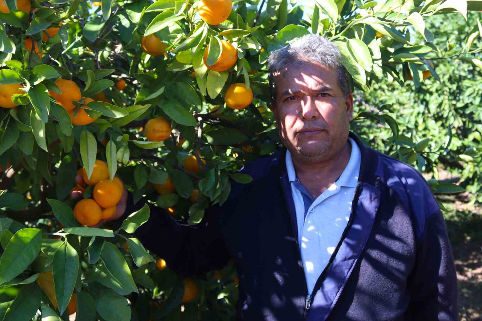 rekolte artti satsuma mandalinasi pazarda yerini aldi 8 2Amuw8jb
