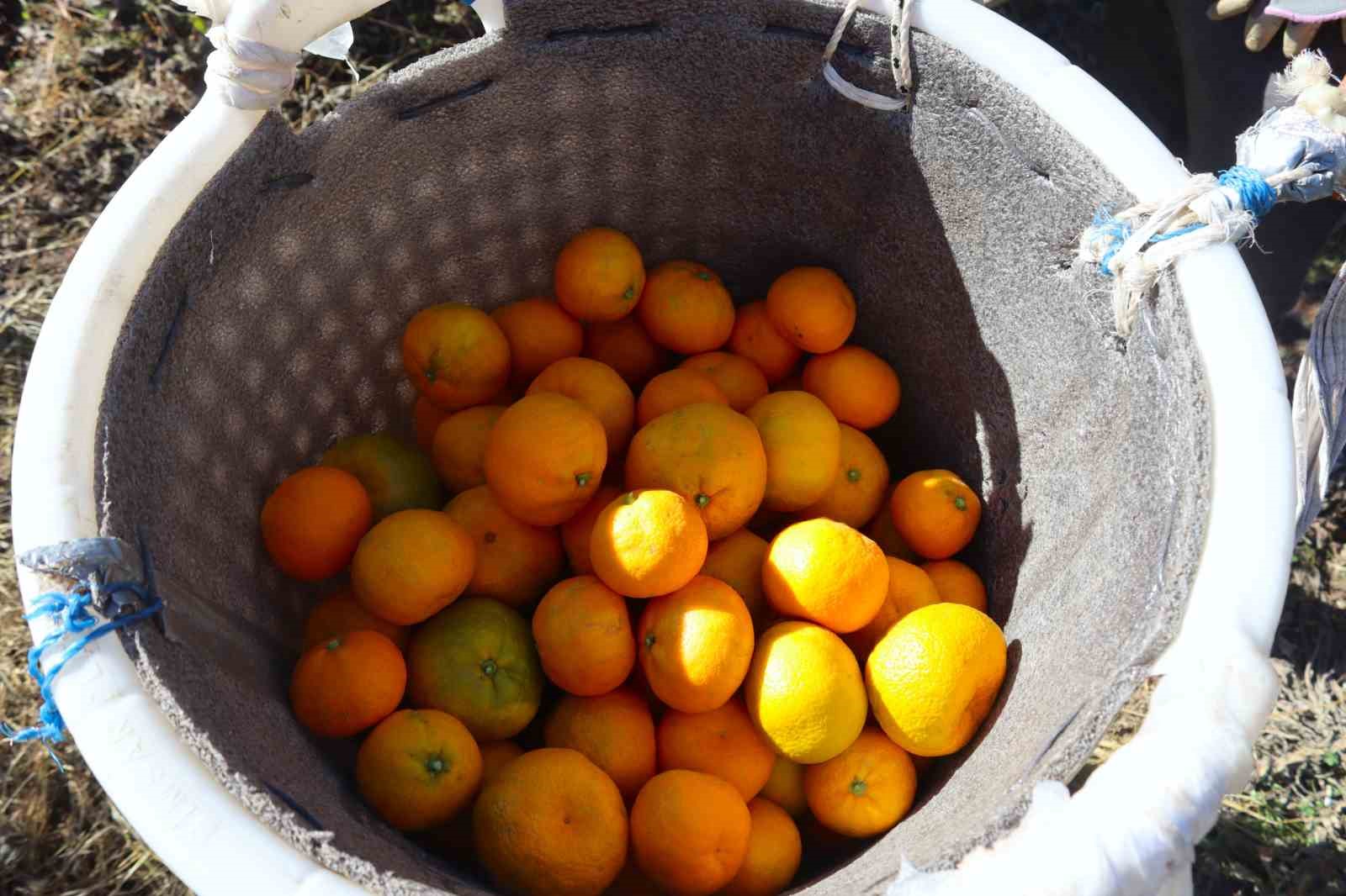 rekolte artti satsuma mandalinasi pazarda yerini aldi 9 dZUd2tSg