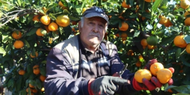 rekolte-artti-satsuma-mandalinasi-pazarda-yerini-aldi-y16mX7M2.jpg