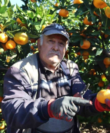 rekolte-artti-satsuma-mandalinasi-pazarda-yerini-aldi-y16mX7M2.jpg