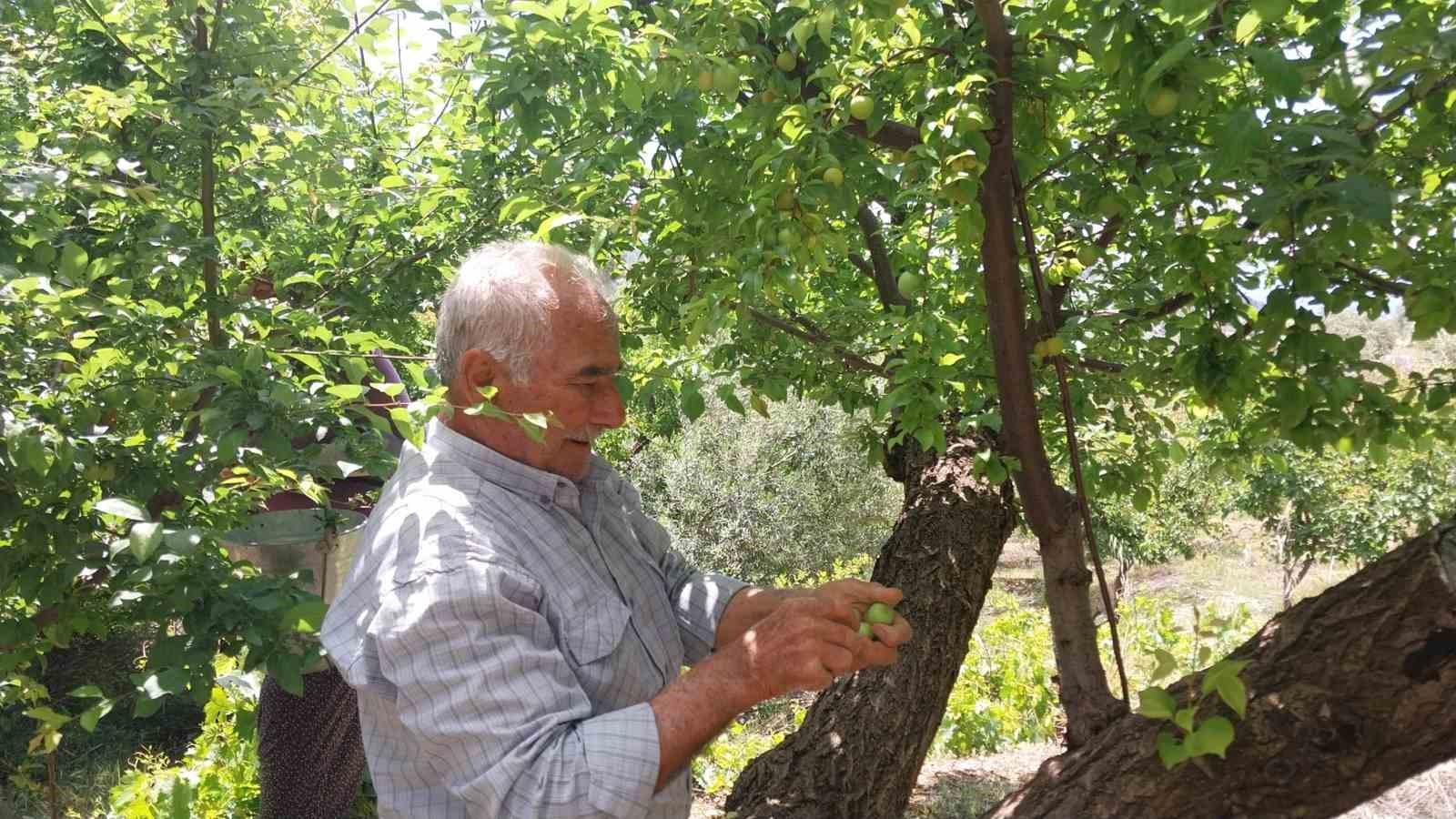Rekor fiyatla başlayan erikte hasat yoğunlaştı: Kilosu 30-40 TL ile 170 TL arasında 9 rekor fiyatla baslayan erikte hasat yogunlasti kilosu 30 40 tl ile 170 tl arasinda 5 CUOJncJz