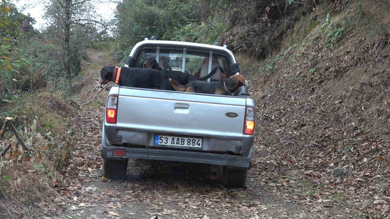 rizede ayi icin surek avi baslatildi 4