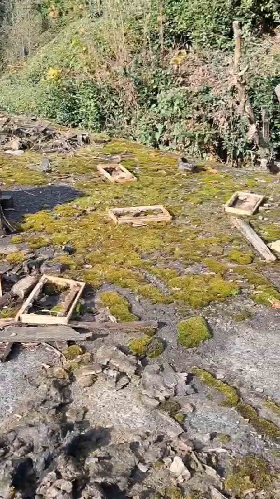 rizede ayinin kovanlarina saldirdigi ureticiden ben simdi ne edeyim tepkisi 1 IfZH4J8m