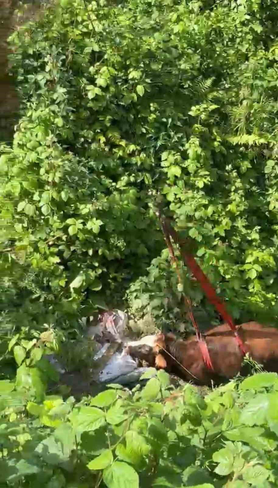 rizede dere yatagina dusen inek vincle kurtarildi 0 iVS1Ob7R