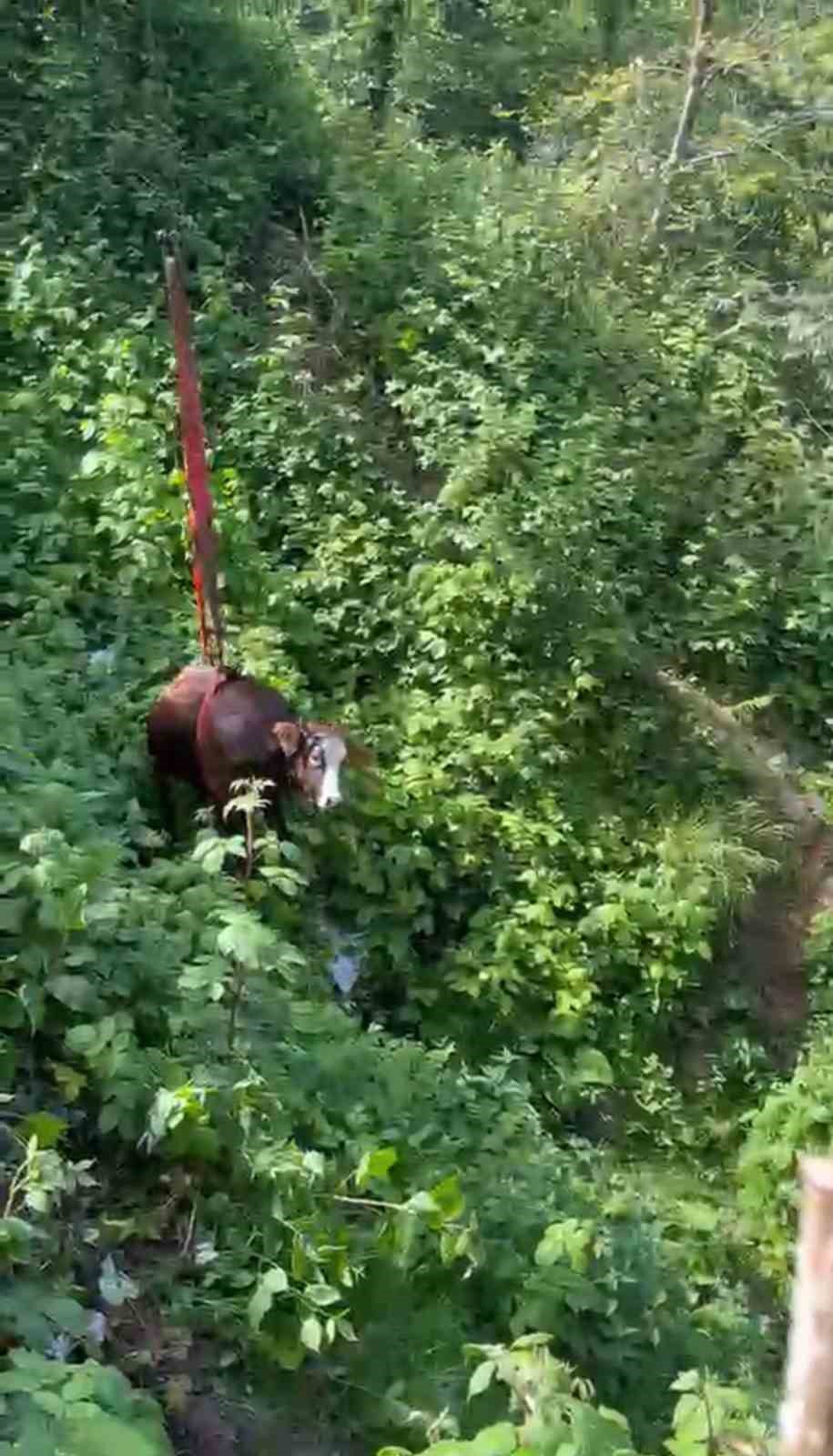 rizede dere yatagina dusen inek vincle kurtarildi 1 dHaFdHwp
