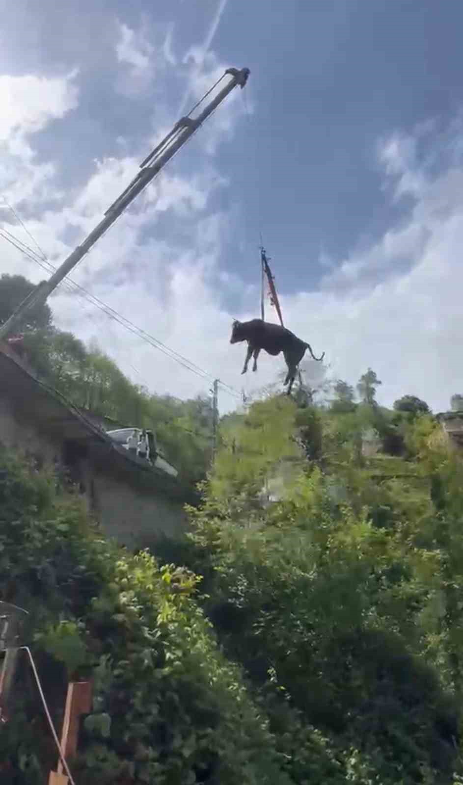 rizede dere yatagina dusen inek vincle kurtarildi 3