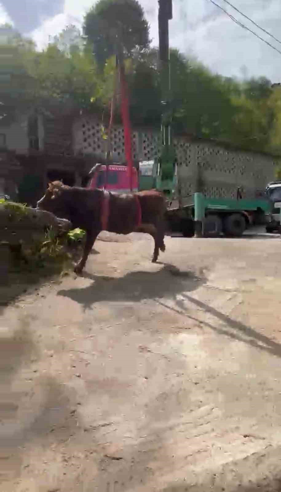 rizede dere yatagina dusen inek vincle kurtarildi 5 Rf8qlI89