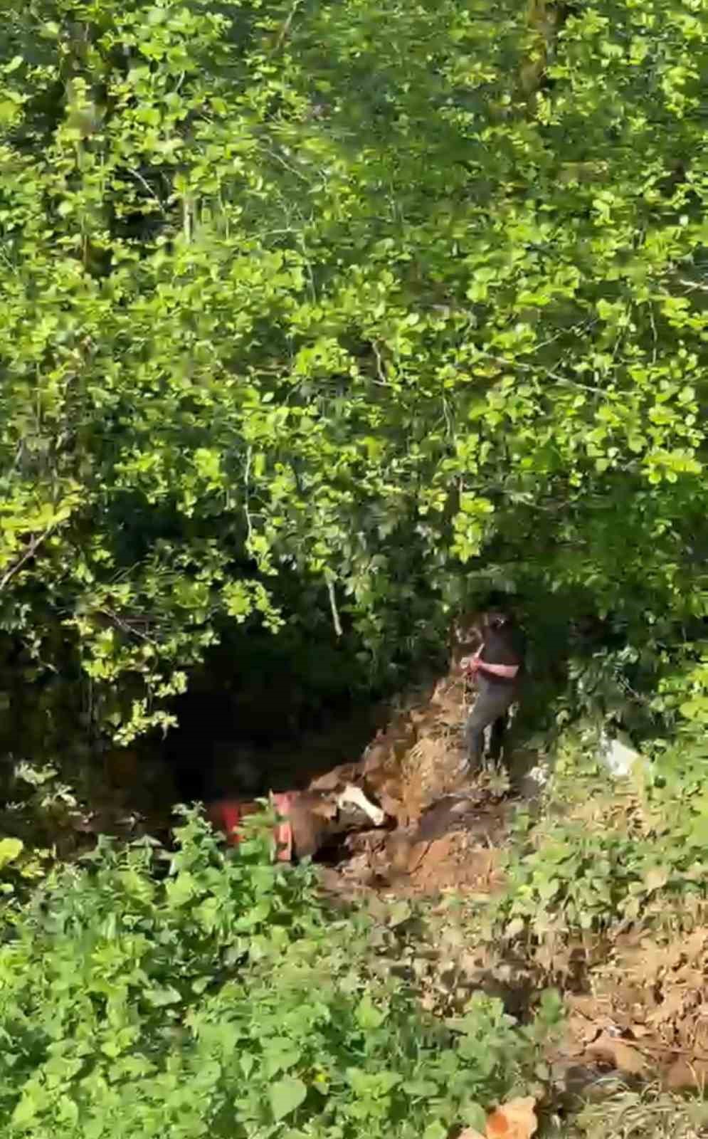 rizede dere yatagina dusen inek vincle kurtarildi 6
