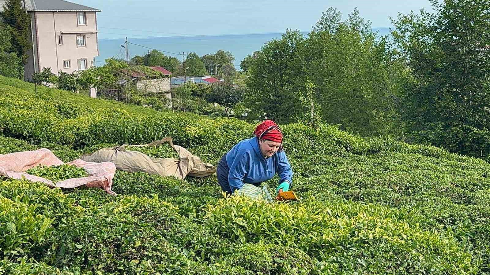 Rize’de güneşli havayı fırsat bilen çay üreticileri hasat için bahçelere girmeye başladı 6 rizede gunesli havayi firsat bilen cay ureticileri hasat icin bahcelere girmeye basladi 2