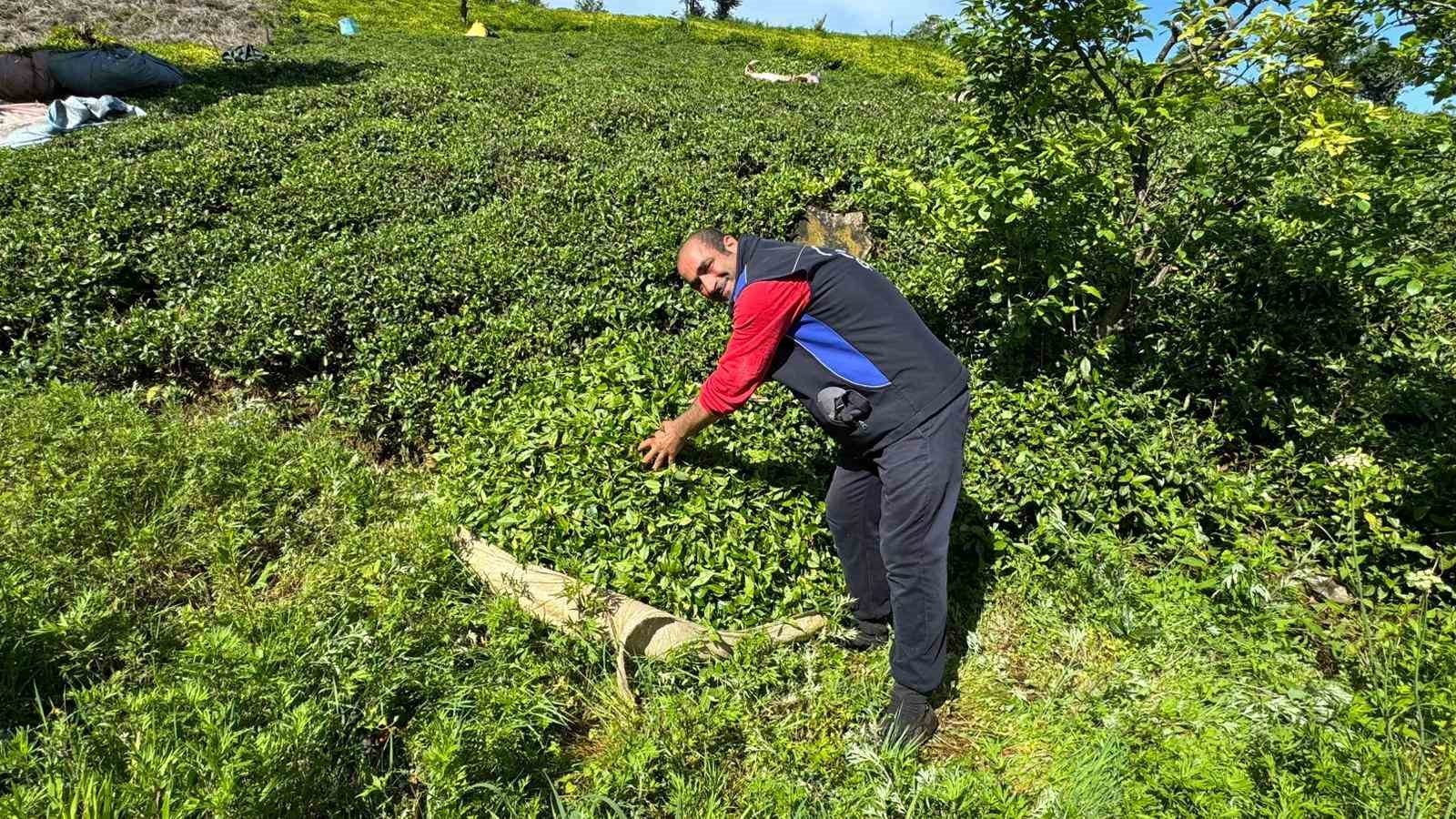 Rize’de güneşli havayı fırsat bilen çay üreticileri hasat için bahçelere girmeye başladı 7 rizede gunesli havayi firsat bilen cay ureticileri hasat icin bahcelere girmeye basladi 3 EM7AvUsy