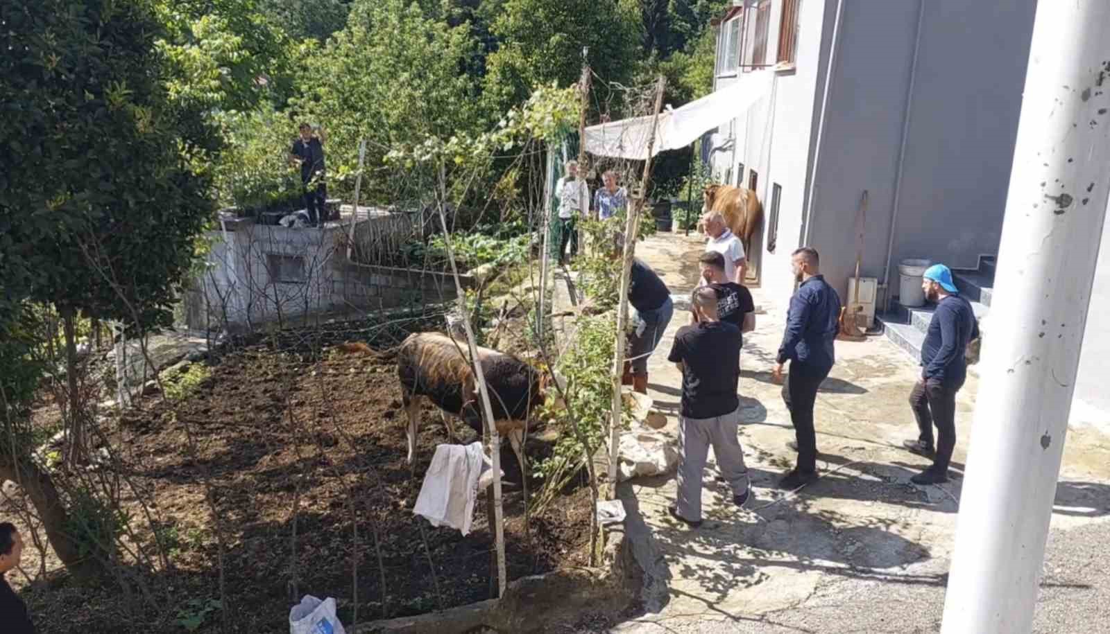 rizede kacan kurbanlik sahiplerine zor anlar yasatti 0 jpCqCRju