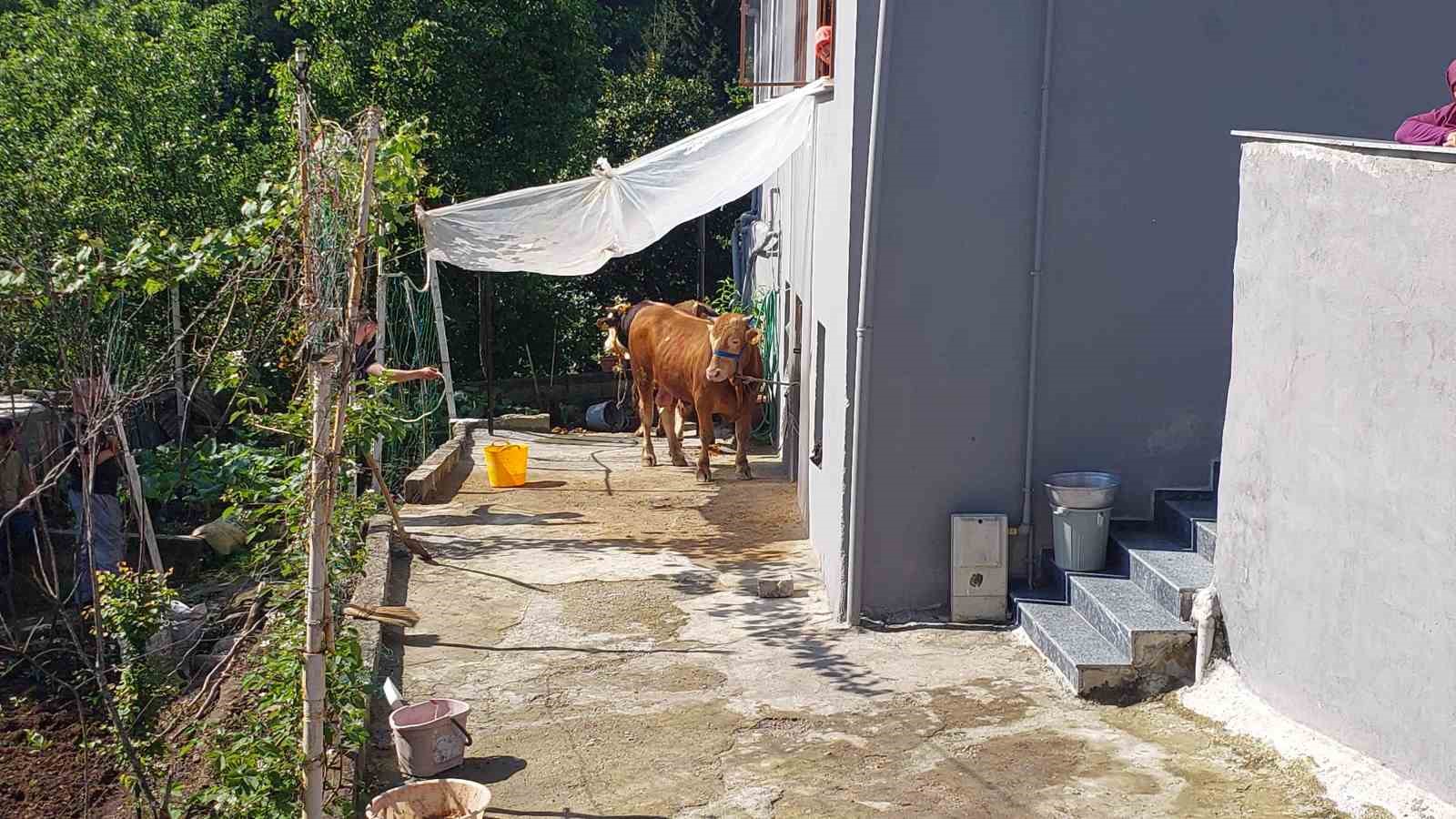 rizede kacan kurbanlik sahiplerine zor anlar yasatti 1 7Hbg1tqN