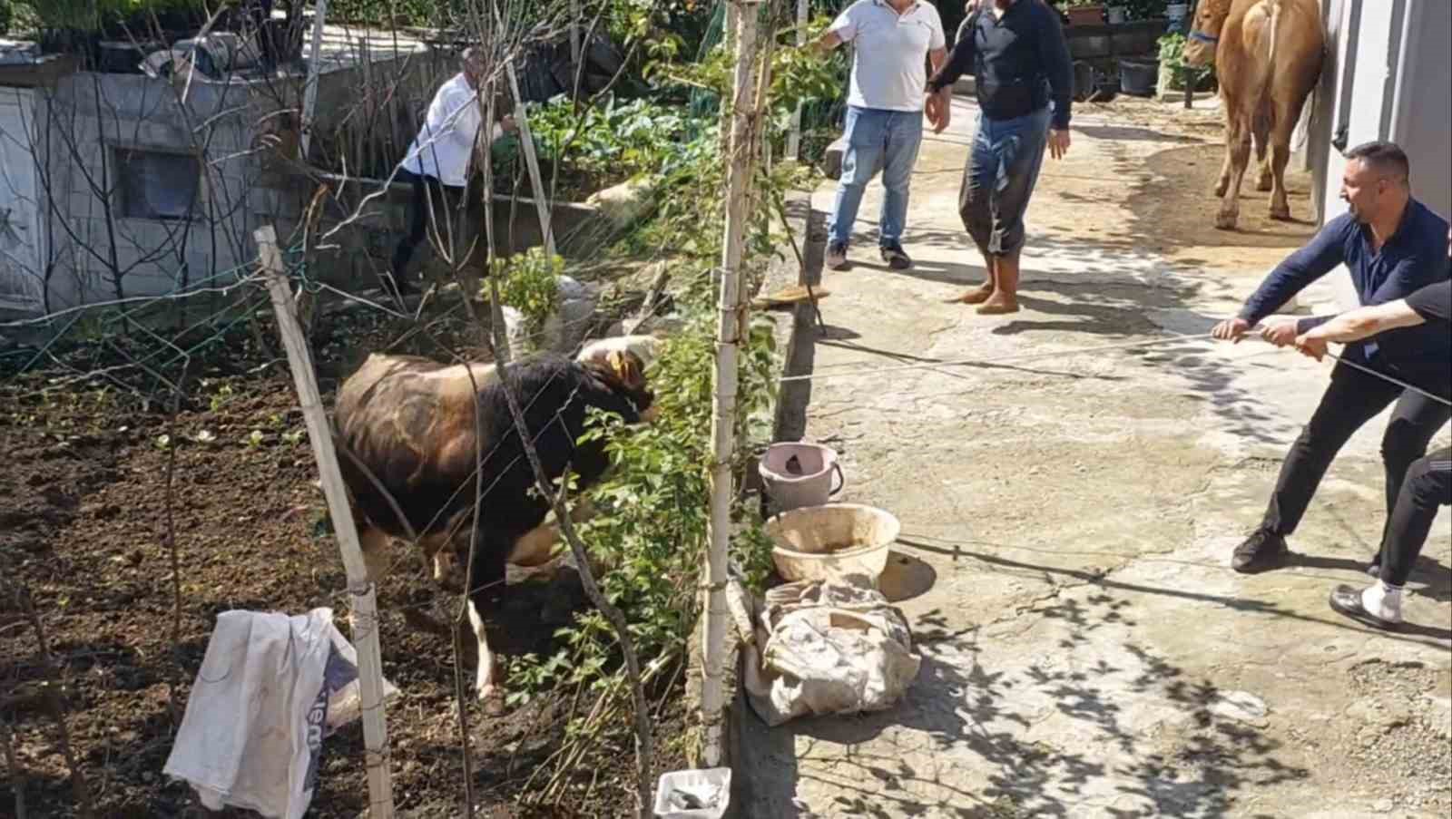 rizede kacan kurbanlik sahiplerine zor anlar yasatti 2 4LtfReyi