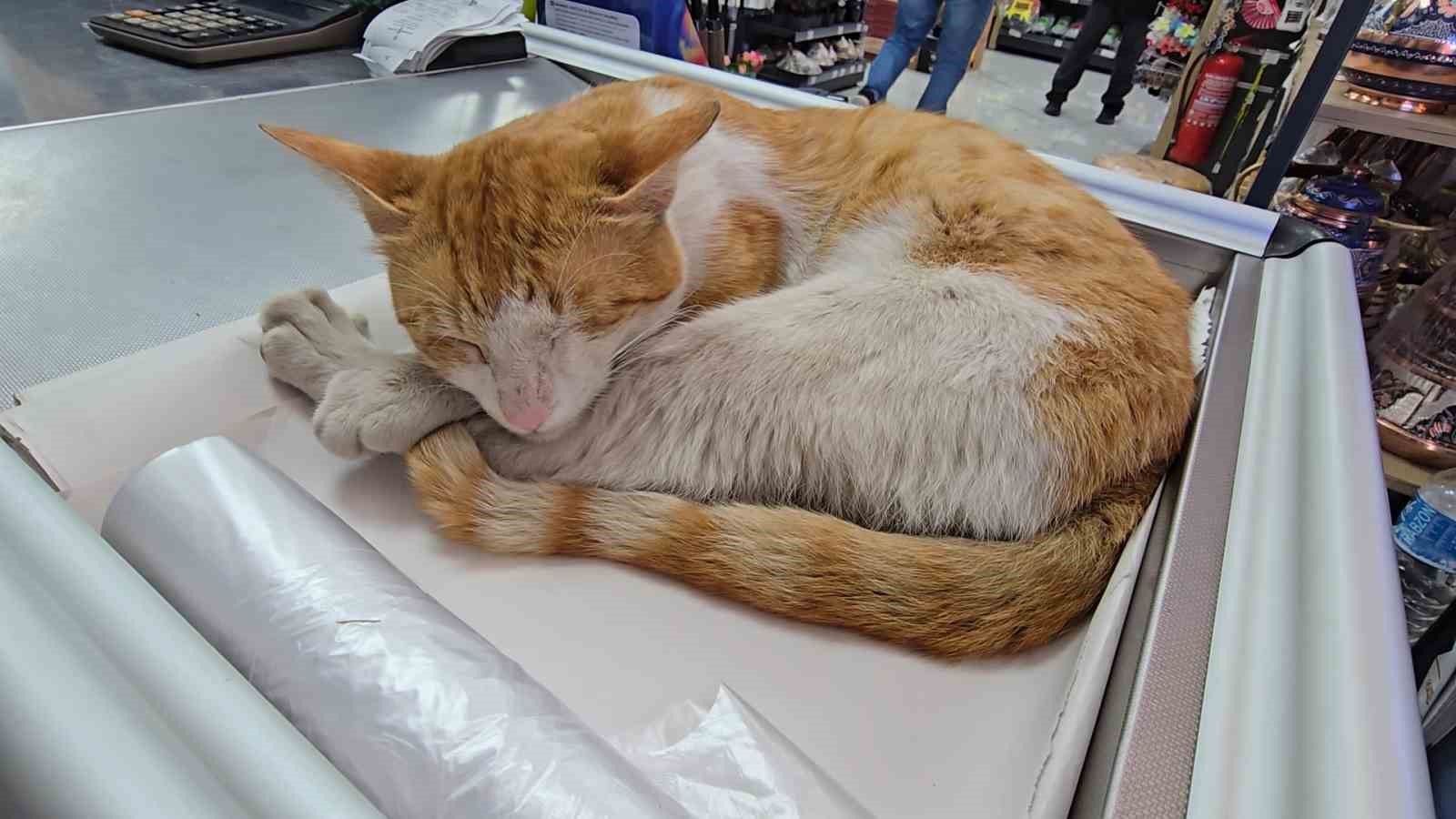 rizede kedi ile esnafin dostlugu 4 baqUW5bl