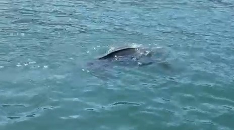 rizede nadir gorulen deniz kaplumbagasi balikcinin kamerasina yansidi 0 myyJLYWI