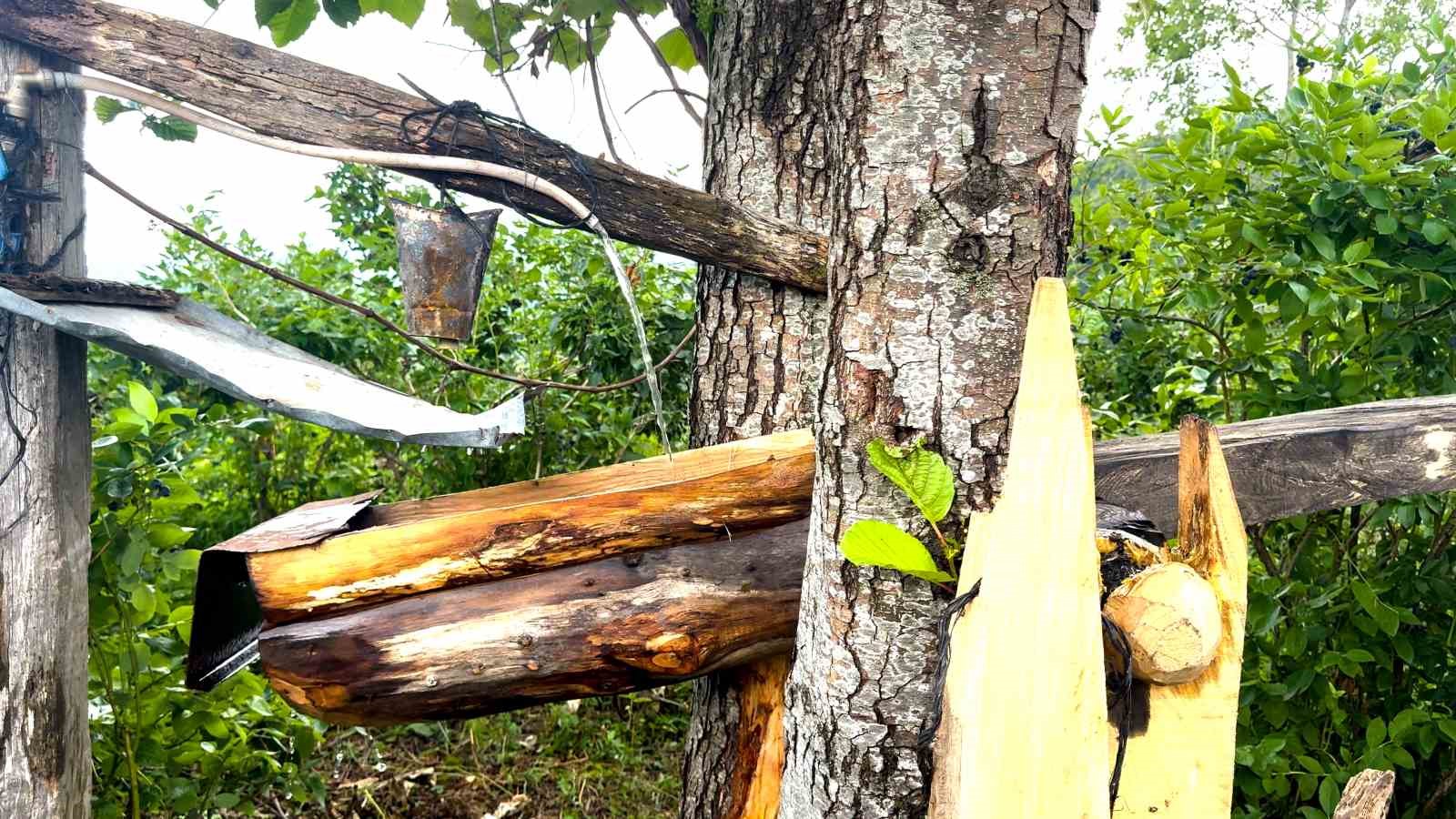 rizelinin atadan kalma ayi savari carimangana 1 jAikbVLA