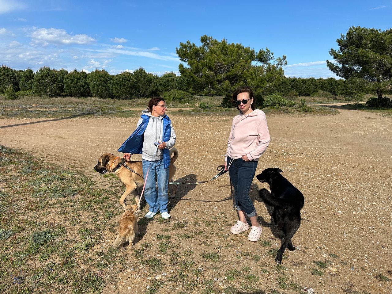 Rus sahipleri, kaybolan köpeklerini sokak sokak arıyor: Canlı bulana 100 bin, ölü bulana 10 bin ödül 9 rus sahipleri kaybolan kopeklerini sokak sokak ariyor canli bulana 100 bin olu bulana 10 OhLiSYkj
