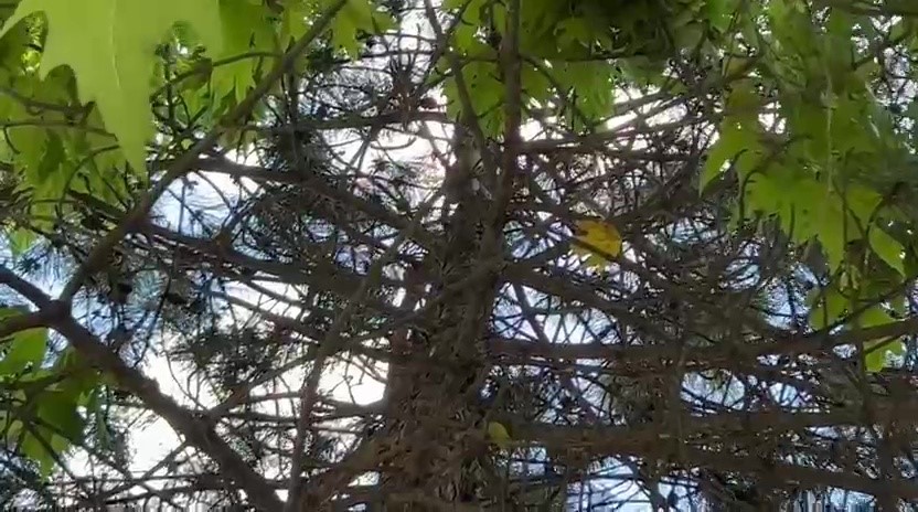 saatlerce agacta bekledi duyarli vatandasin cagrisiyla kurtarildi 1 BvVrICJW