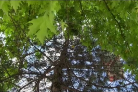 Toprağa saplanan iki büyükbaş hayvanı itfaiye kurtardı 1 thumbnail