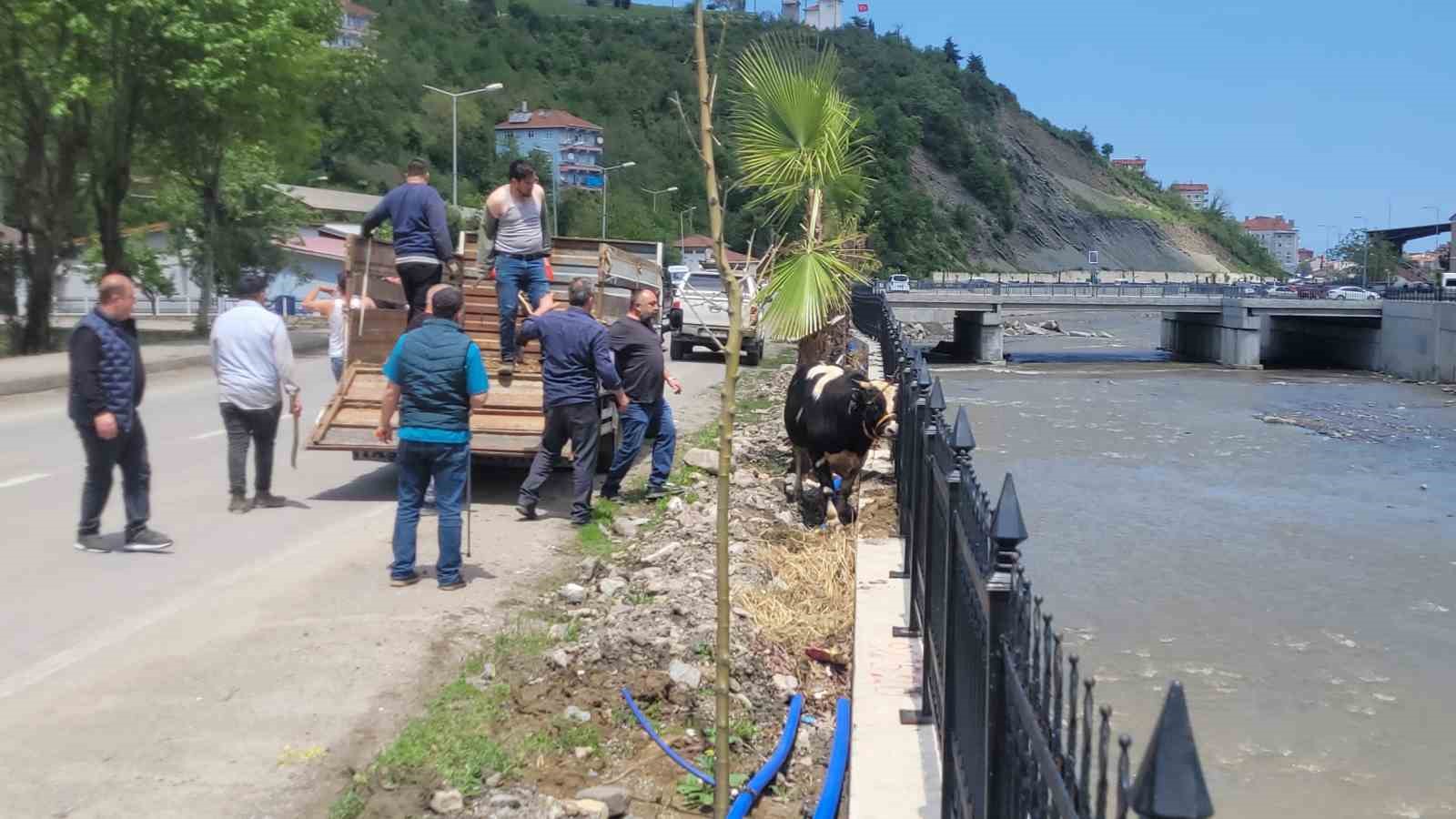 saatlerce pesinden kostular kurbanlik dana ilceyi birbirine katti 1 fzwJTdGy