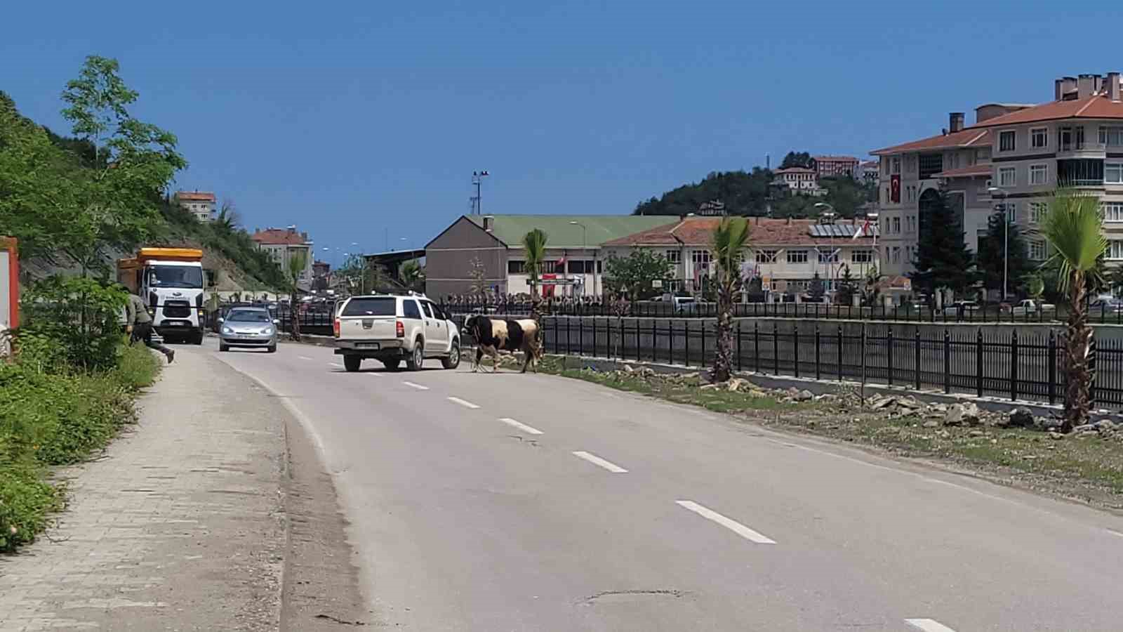 saatlerce pesinden kostular kurbanlik dana ilceyi birbirine katti 2 ZlN7t4Pn