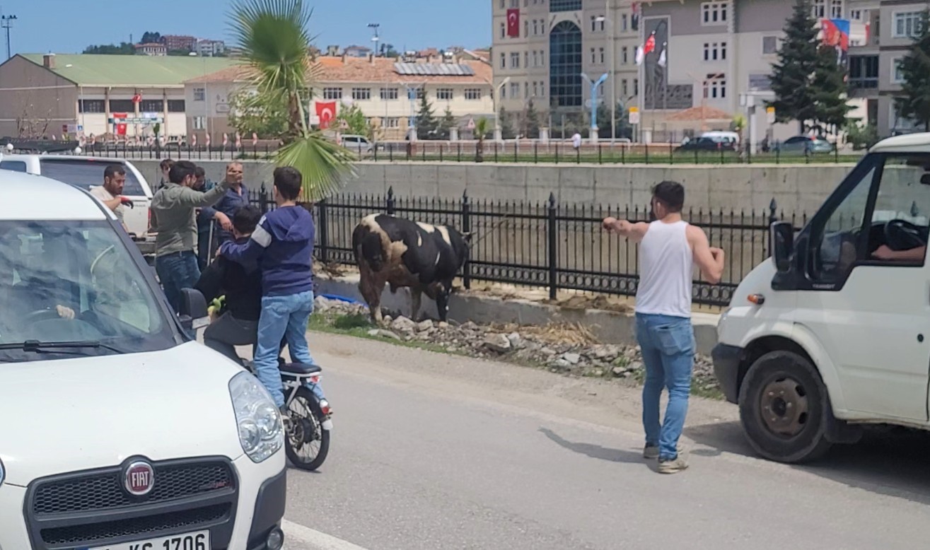saatlerce pesinden kostular kurbanlik dana ilceyi birbirine katti 3 yLVsM4wd