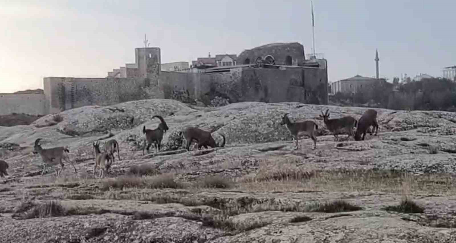 sabah saatlerinde dag kecileri suru halinde ortaya cikti 0 wWUsh89s