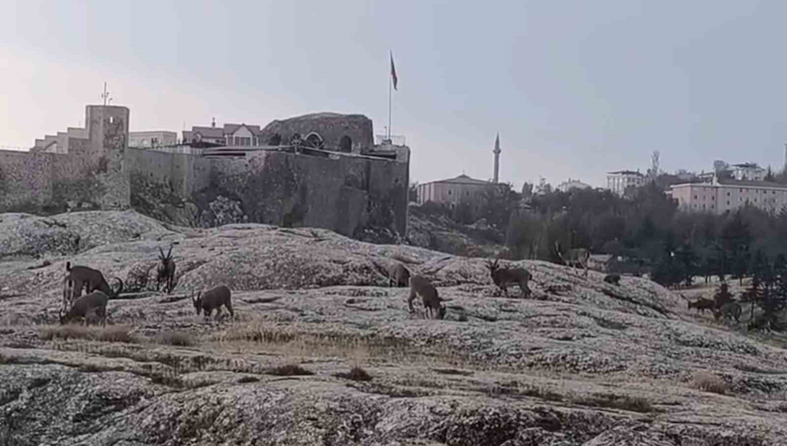 sabah saatlerinde dag kecileri suru halinde ortaya cikti 2 Nut5sRTL