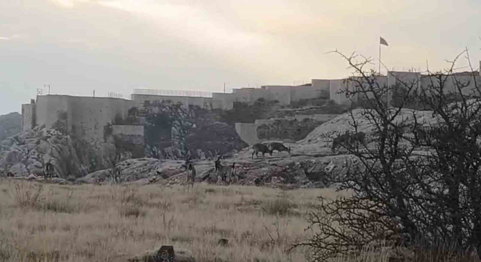 sabah saatlerinde dag kecileri suru halinde ortaya cikti 3 NmeChqd4