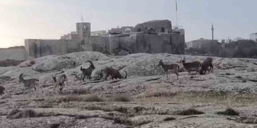 sabah-saatlerinde-dag-kecileri-suru-halinde-ortaya-cikti-3lbgCAGH.jpg