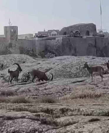 sabah-saatlerinde-dag-kecileri-suru-halinde-ortaya-cikti-3lbgCAGH.jpg