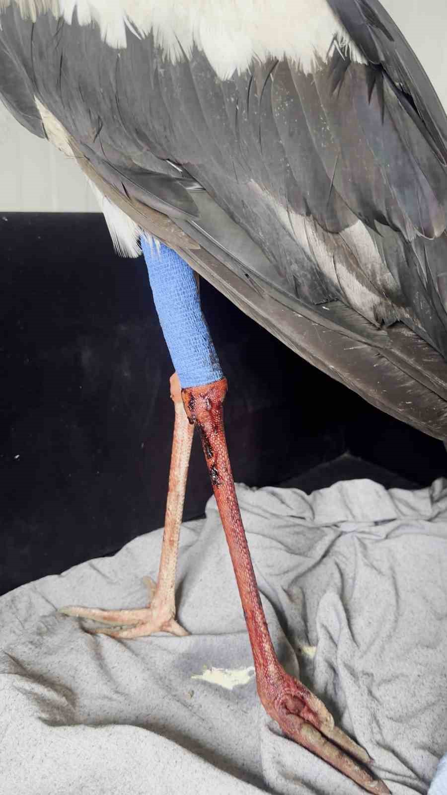 sacmalarin hedefi olan leylege kus gozlemcisinden ilk yardim 2