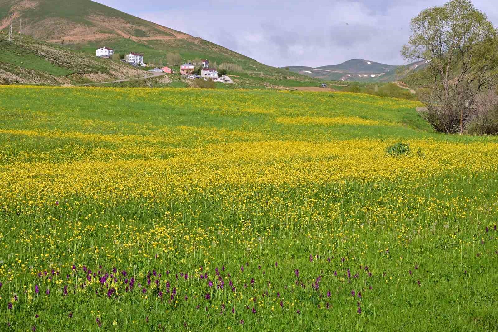sadece 20 gun suruyor gumushanedeki o vadi sariya boyandi 3 zYQiFeLa